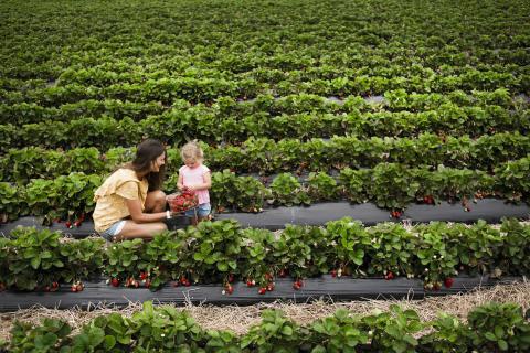 Kid and adult picking berries at berry farm