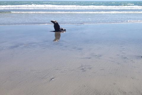 Sea Lion on Ohope beach