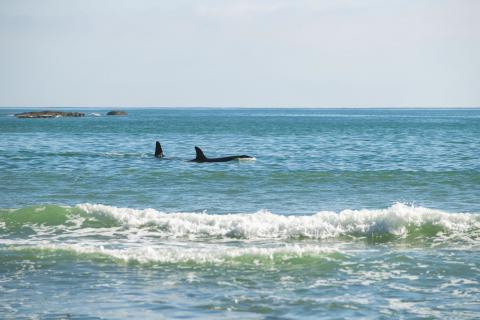 Orca swimming in Otarawairere Bay