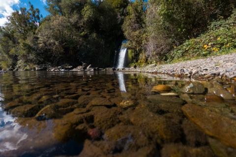 Whirinaki Forest Footsteps - Bare Kiwi
