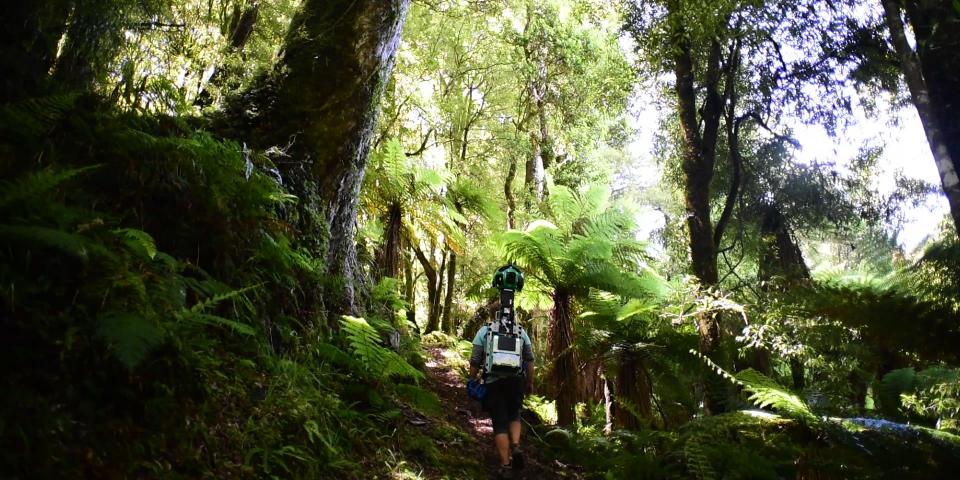 Trekker Walking through Whirinaki Forest