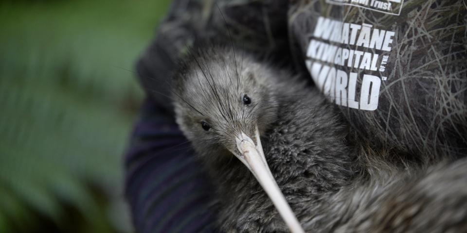 Adult mail kiwi with Kiwi Capital Logo