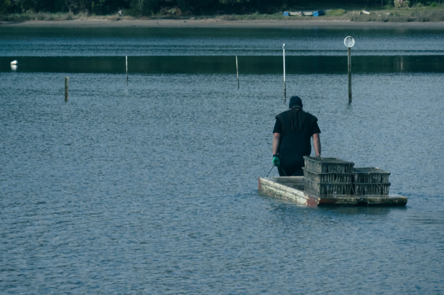 Tio Ōhiwa Oyster Farm Whakatāne NZ