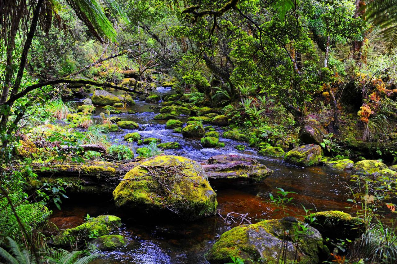 te urewera treks