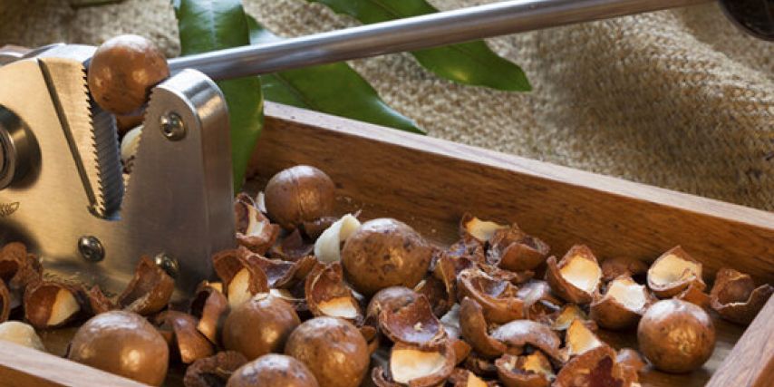 Ohiwa Macadamias