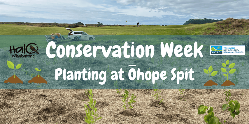 Conservation Week Planting Day - Ōhope Spit