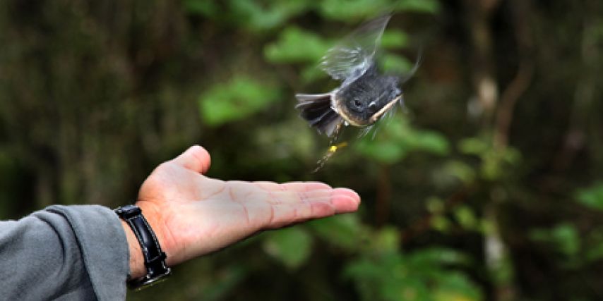 Whirinaki Forest Lodge