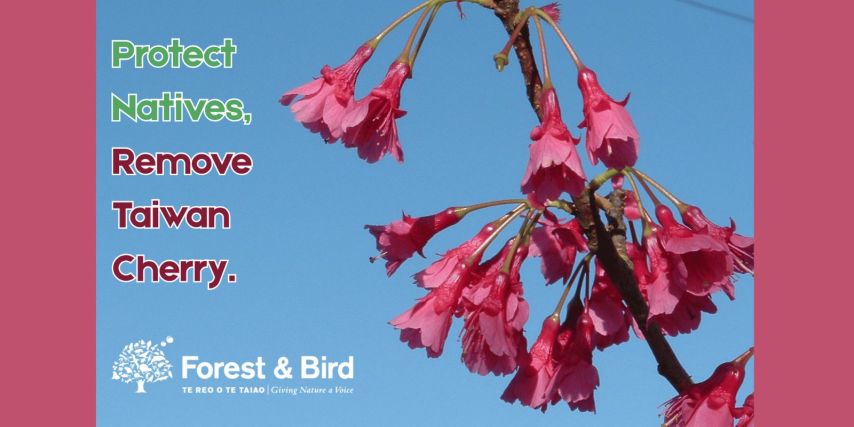 Cherry Tree Working Bee - Waiewe Street