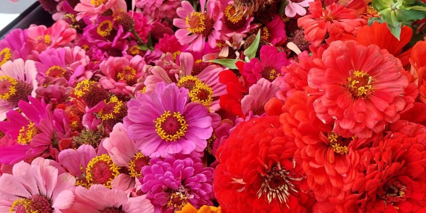 Pink and red flowers