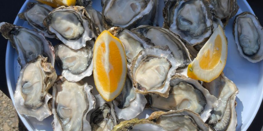 Ohiwa Oysters - Flavours of Plenty