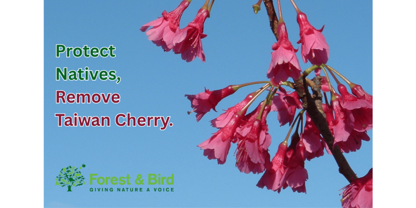 Cherry Tree Working Bee - Volunteers Needed
