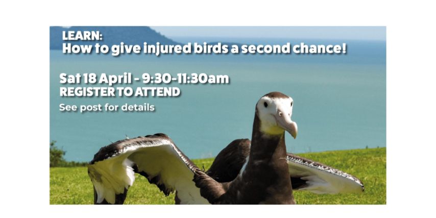  Giving Injured Birds a Second Chance