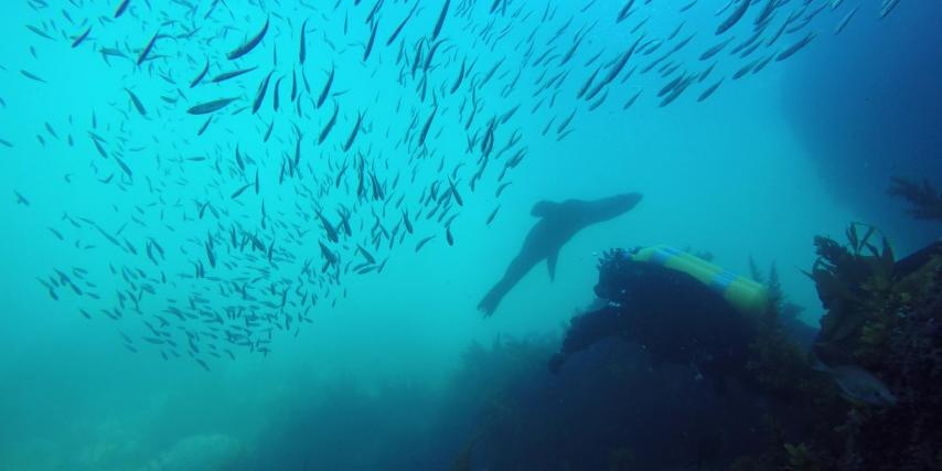 Diver underwater with seal and fish