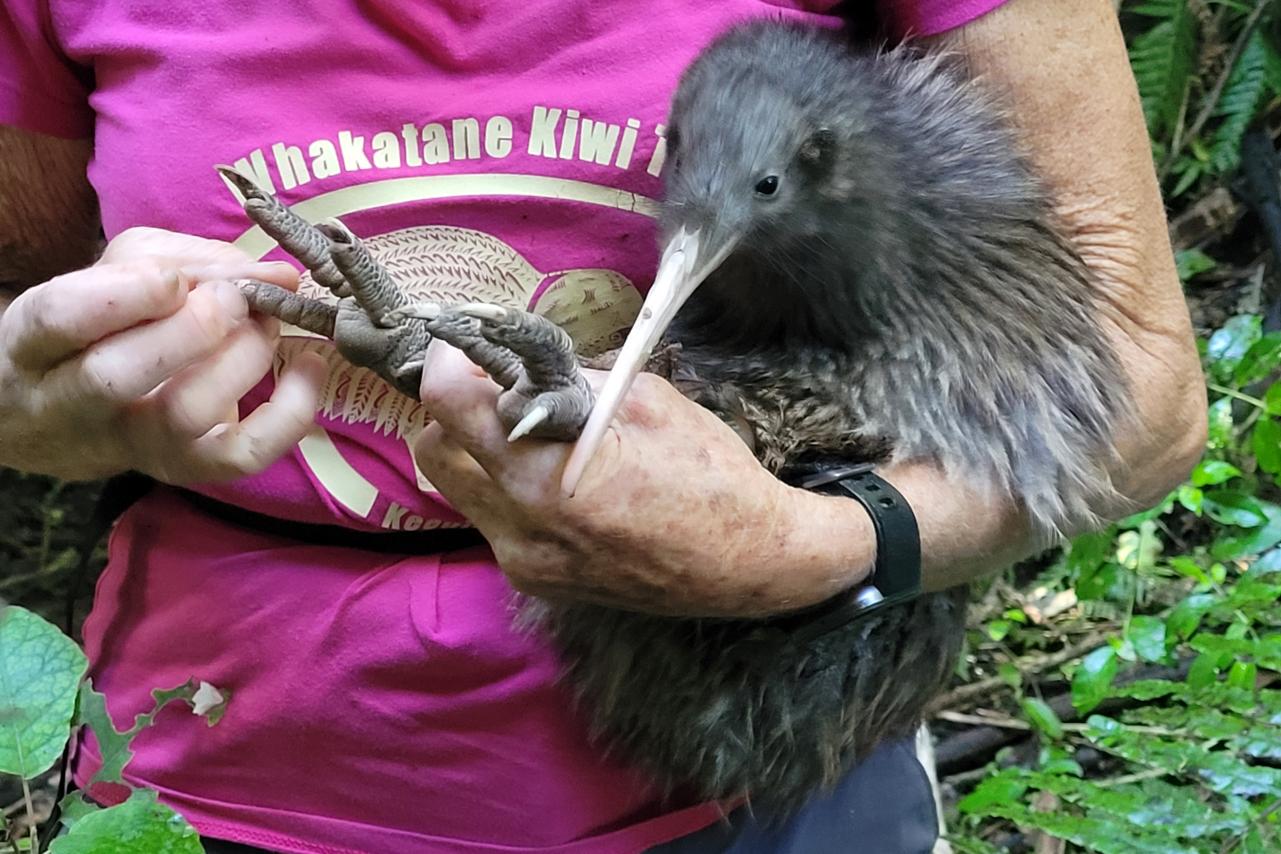 Kiwi Kōrero