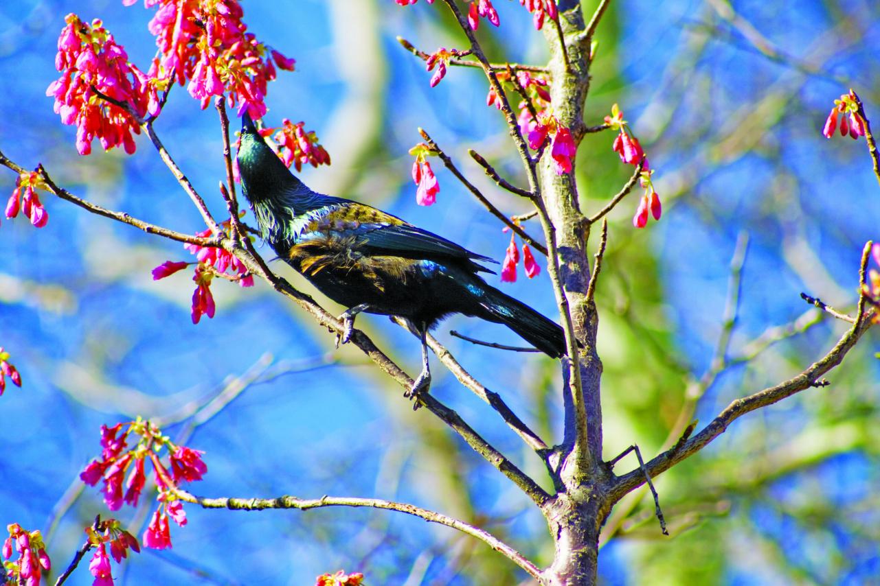 Tui in tree