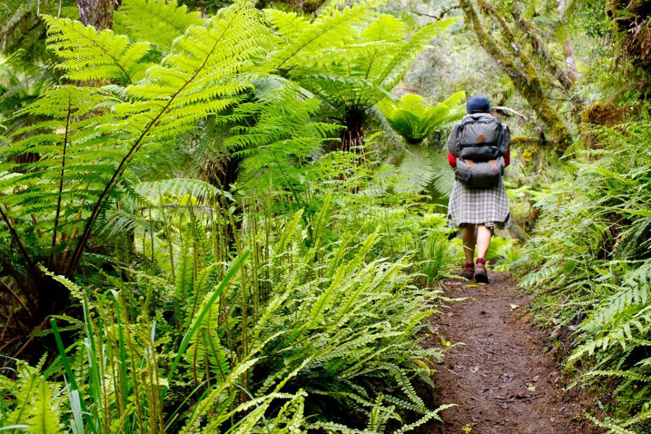 Te Urewera Treks