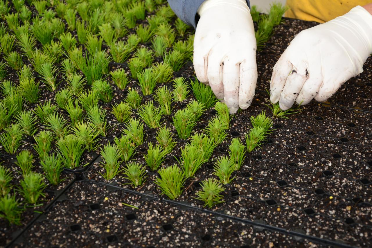 Planting Trees