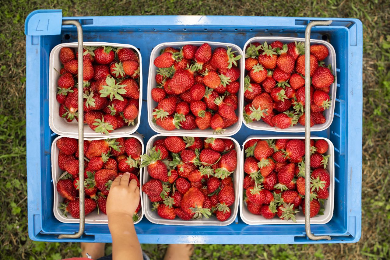 Fresh Strawberries