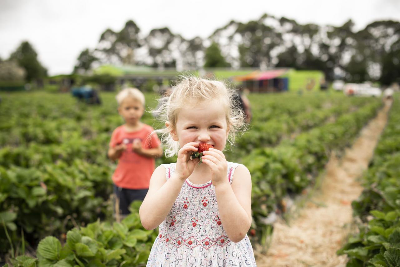 Kids at Julians Berry Farm