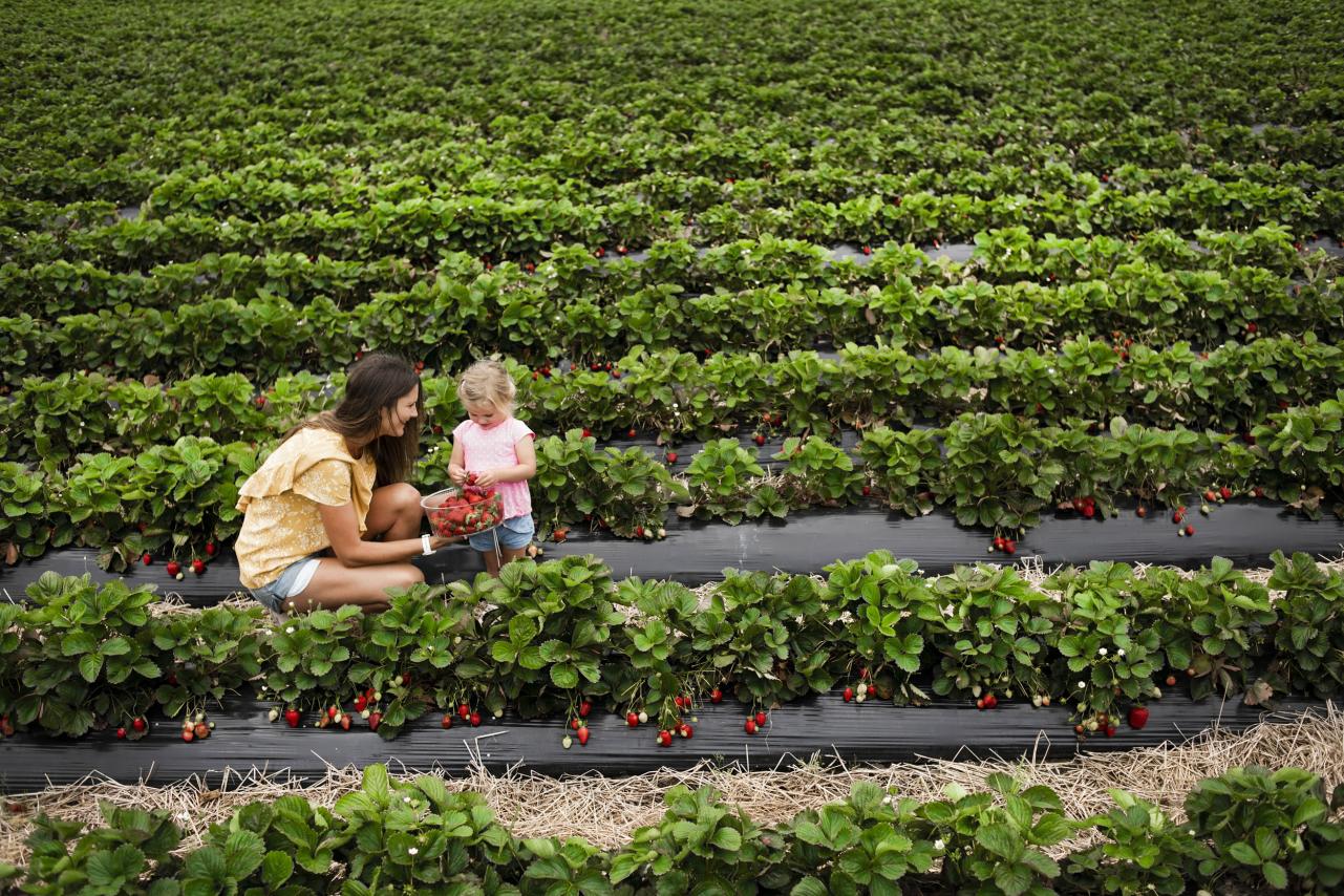 Kid and adult picking berries at berry farm