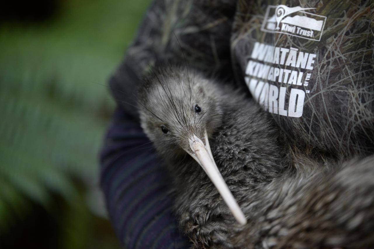 Adult mail kiwi with Kiwi Capital Logo