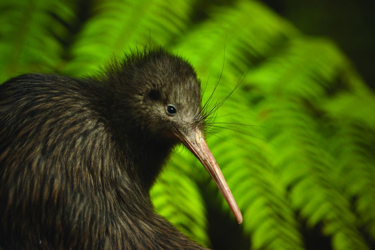 Kiwi in front of native ferns