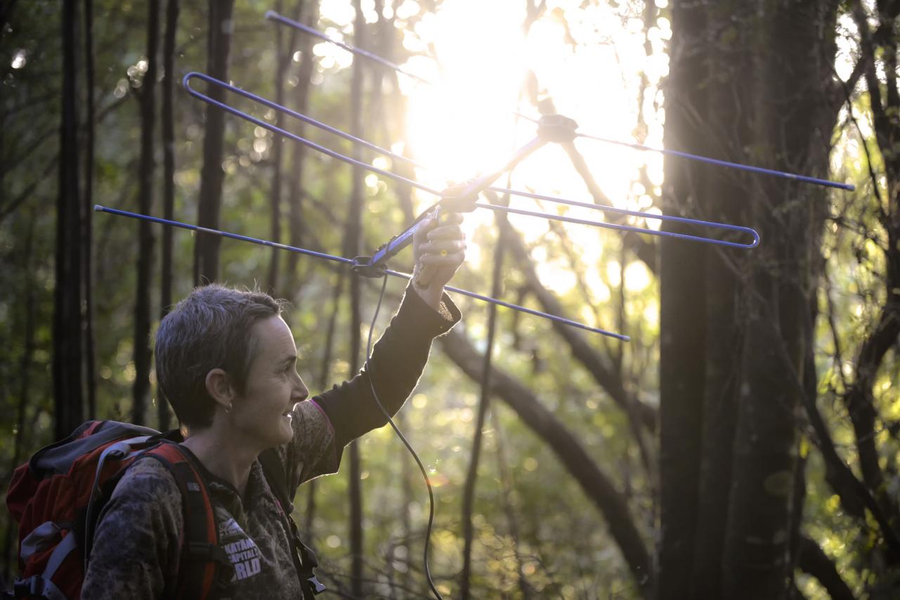 Kiwi tracker volunteer