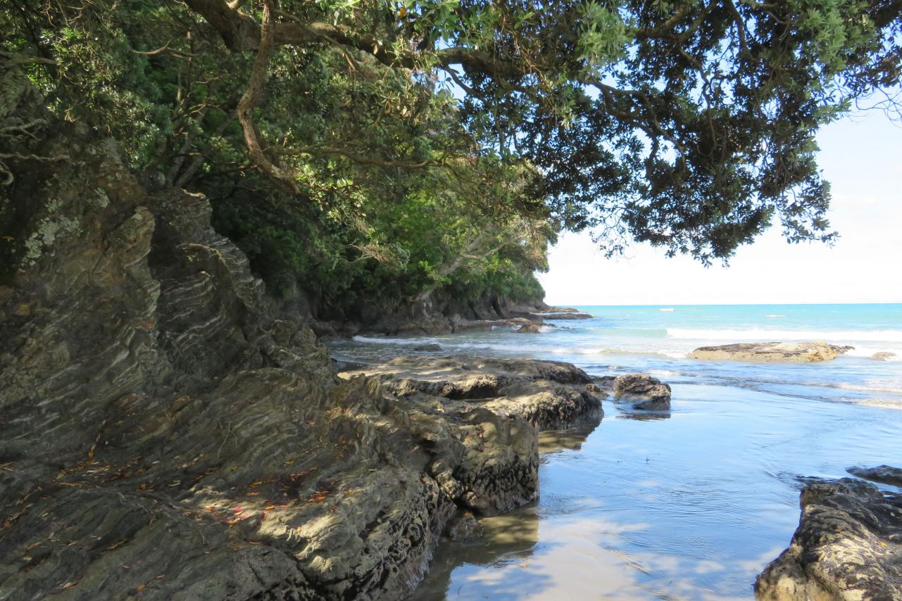 Ohope Beach Pohutukawa