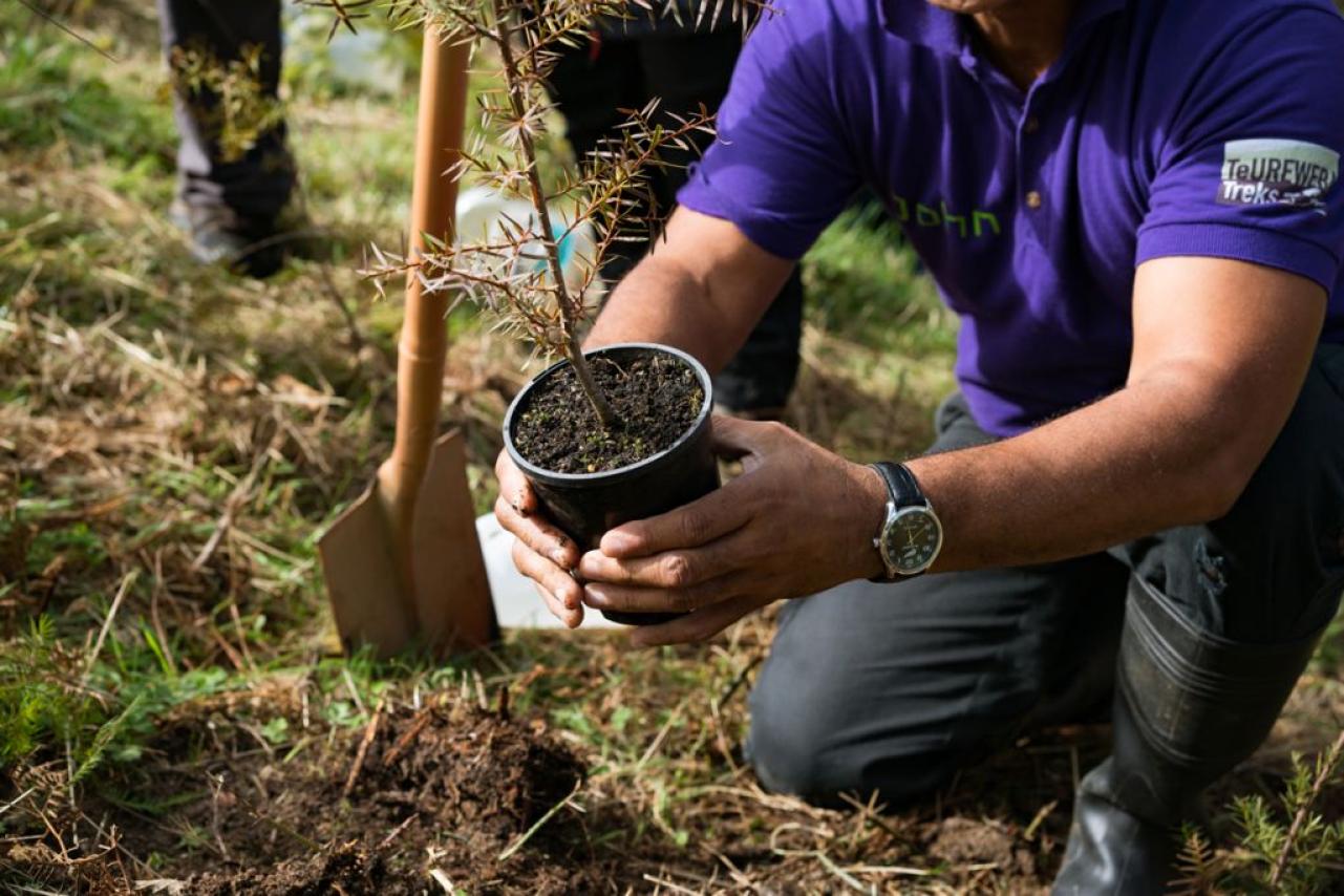 Planting Native tree