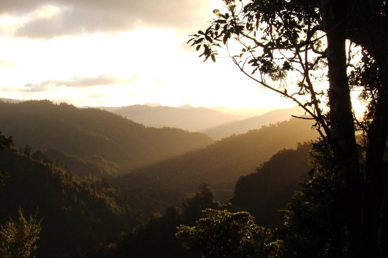 Te Urewera Sunset over bush