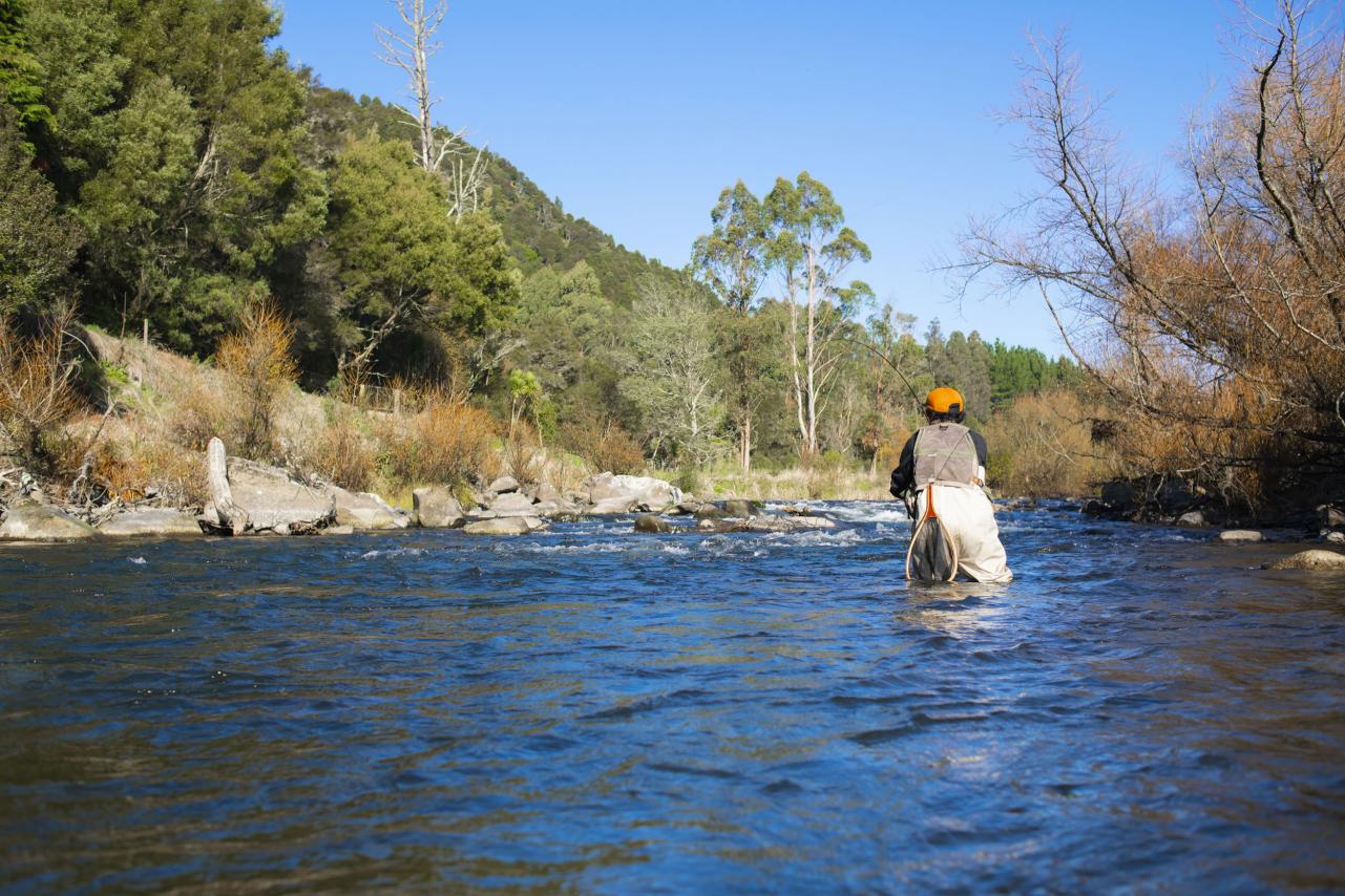 Trout Fishing in a river