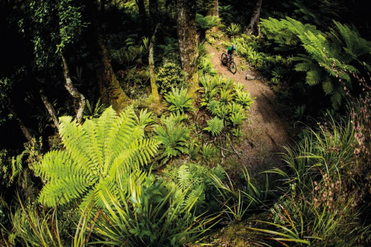 Mountain Biking in the Whirinaki