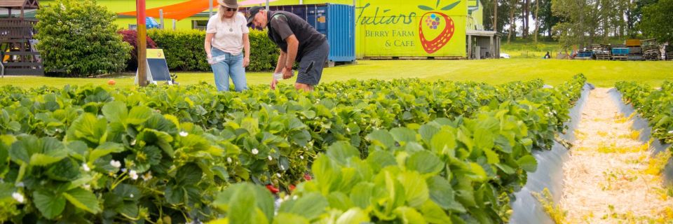 Julians Berry Farm