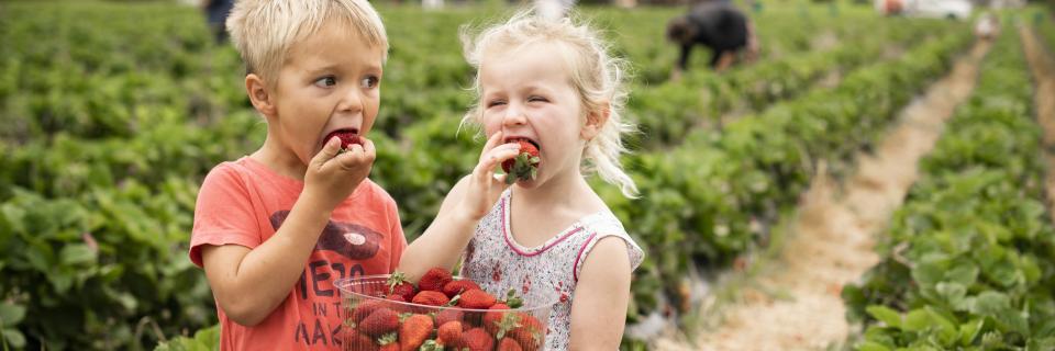 Kids eating berries at the berry farm