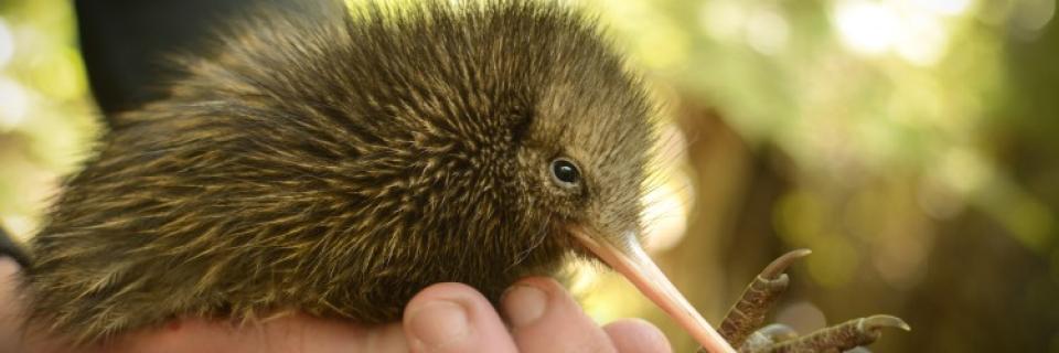 Kiwi chick in Whakatāne