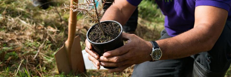 Planting Native tree