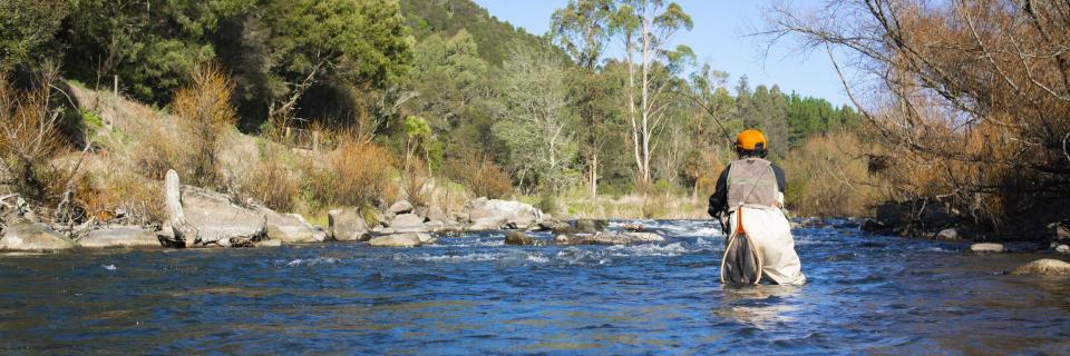 Trout Fishing in a river