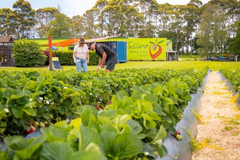 Julians Berry Farm