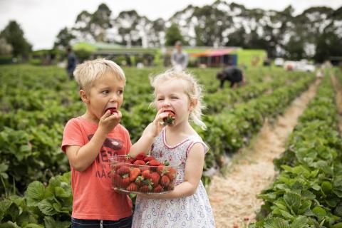 Kids eating berries at the berry farm