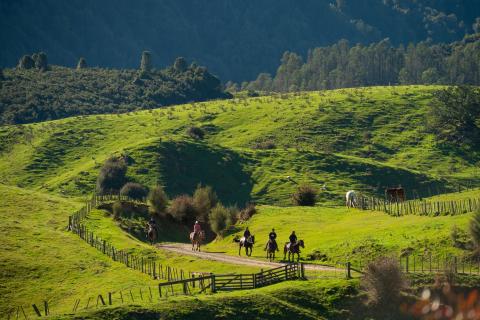 Manawa Honey - Horse Trekking - Bare Kiwi