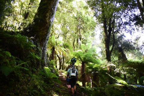 Trekker Walking through Whirinaki Forest