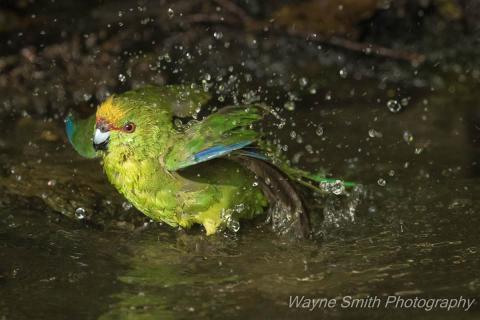 Native Bird Kakariki