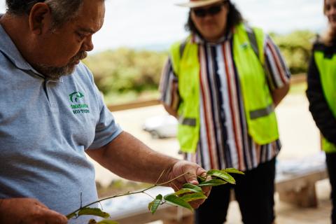 Ōmataroa Eco Tours guide