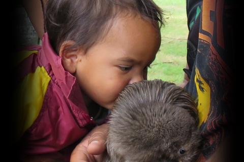 Ōmataroa Eco Tours kiwi chick