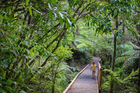 Mokorua Bush Scenic Reserve in Whakatāne is home to North Island kiwi and plenty of other native birds. Photo / Outdoor Kid 