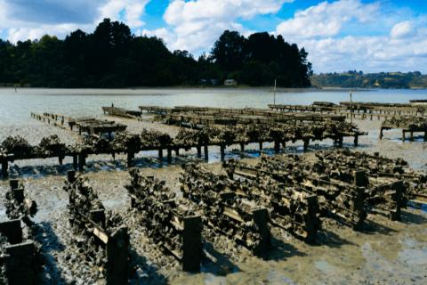 Tio Ohiwa Oyster Farm 2023 4