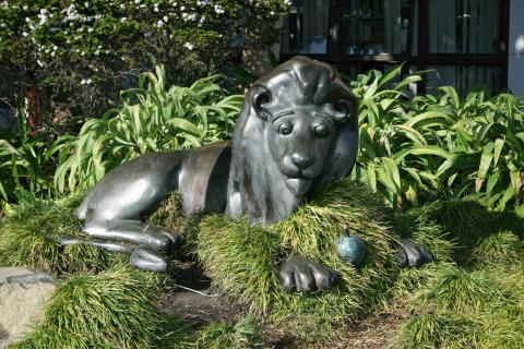 Lion in the Meadow Whakatane