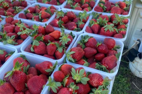 Harbour View Berries 4