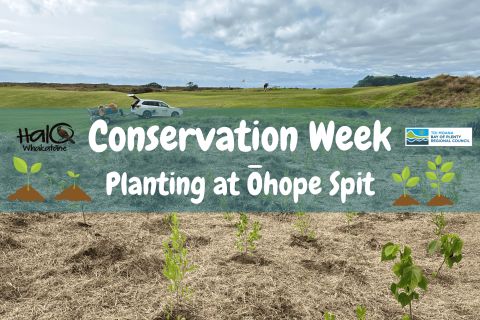 Conservation Week Planting Day - Ōhope Spit