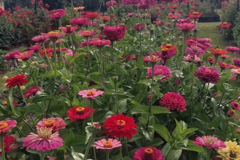Whyte Flowers